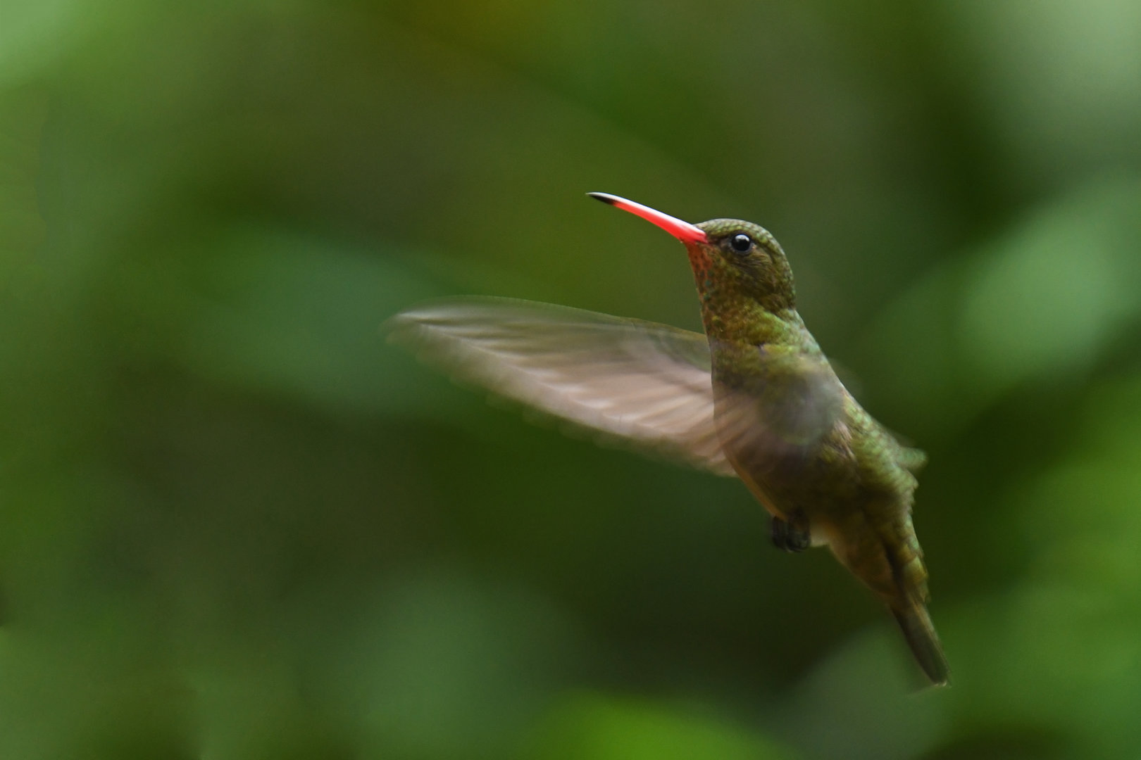 Gilded Hummingbird Hylocharis chrysura