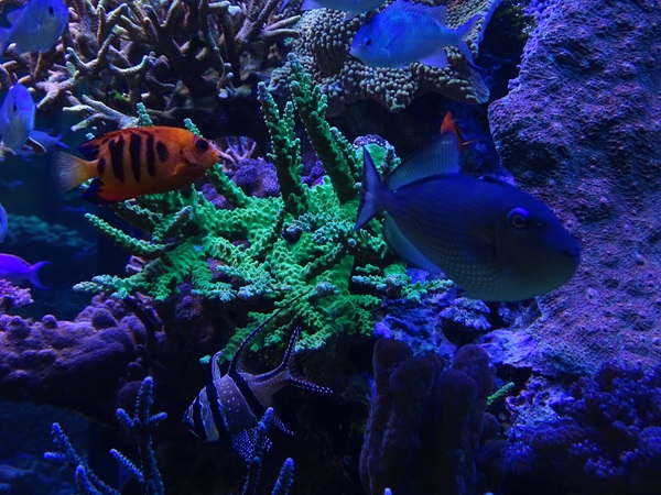 Gilded triggerfish, bluegreen damsel, flame angel and Banggai cardinalfish