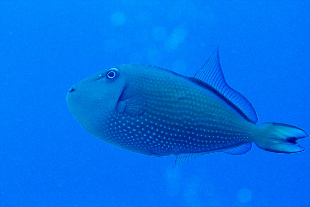 Gilded triggerfish female