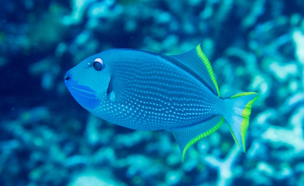 Gilded Triggerfish male