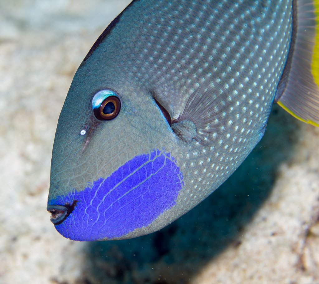 Gilded Triggerfish male