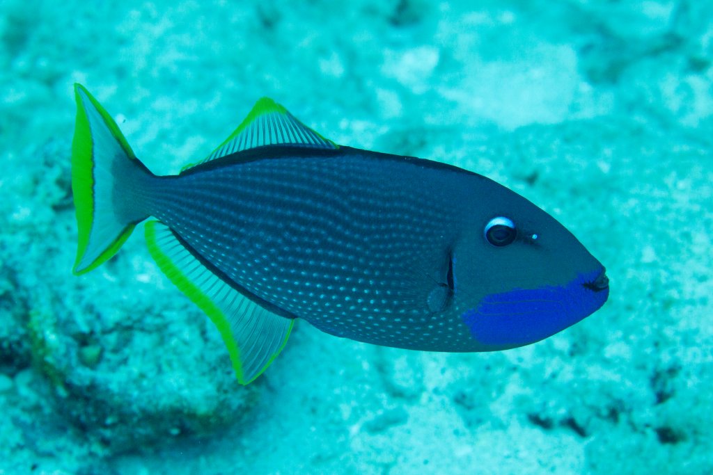 Gilded Triggerfish male