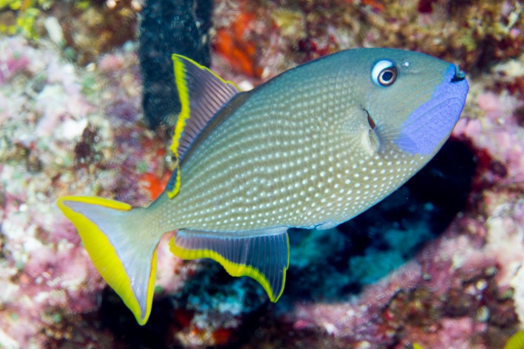 Gilded Triggerfish male