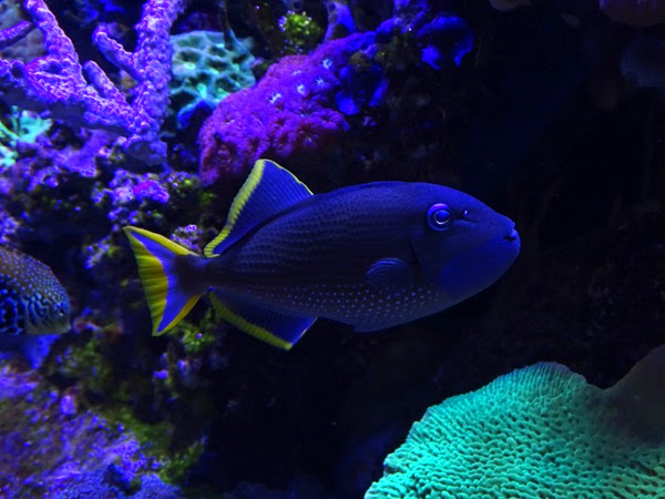 Gilded triggerfish (Xanthichthys auromarginatus)
