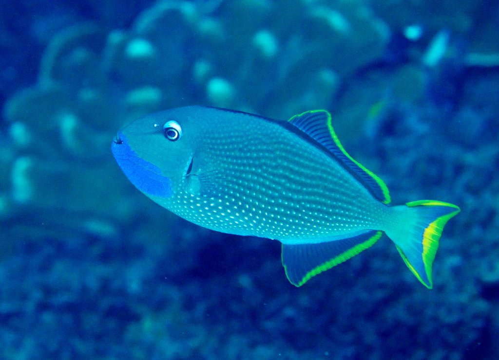 Gilded Triggerfish