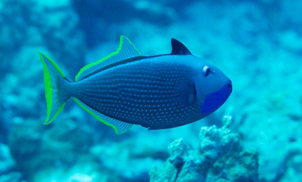 Gilded Triggerfish