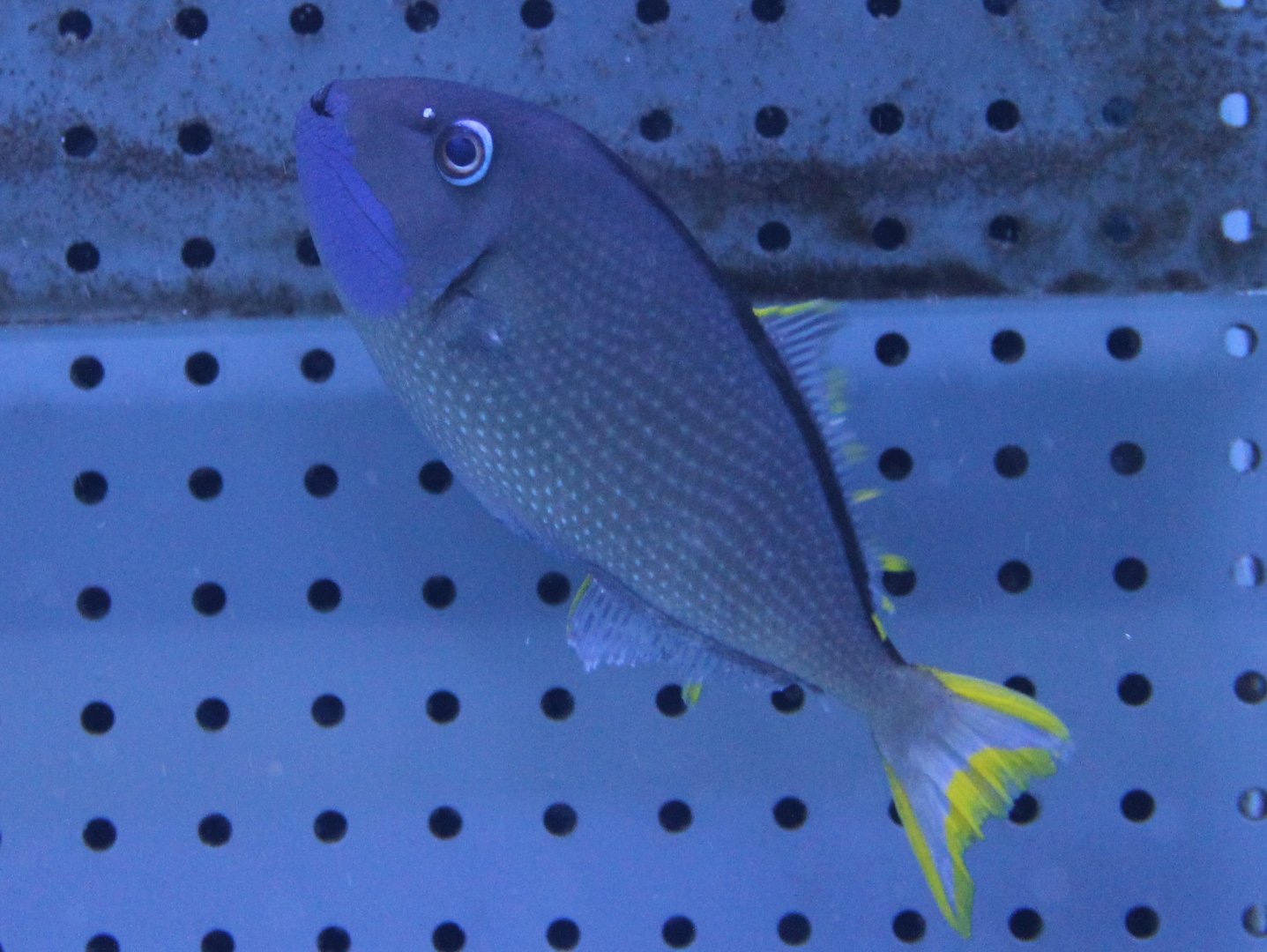 Gilded Triggerfish