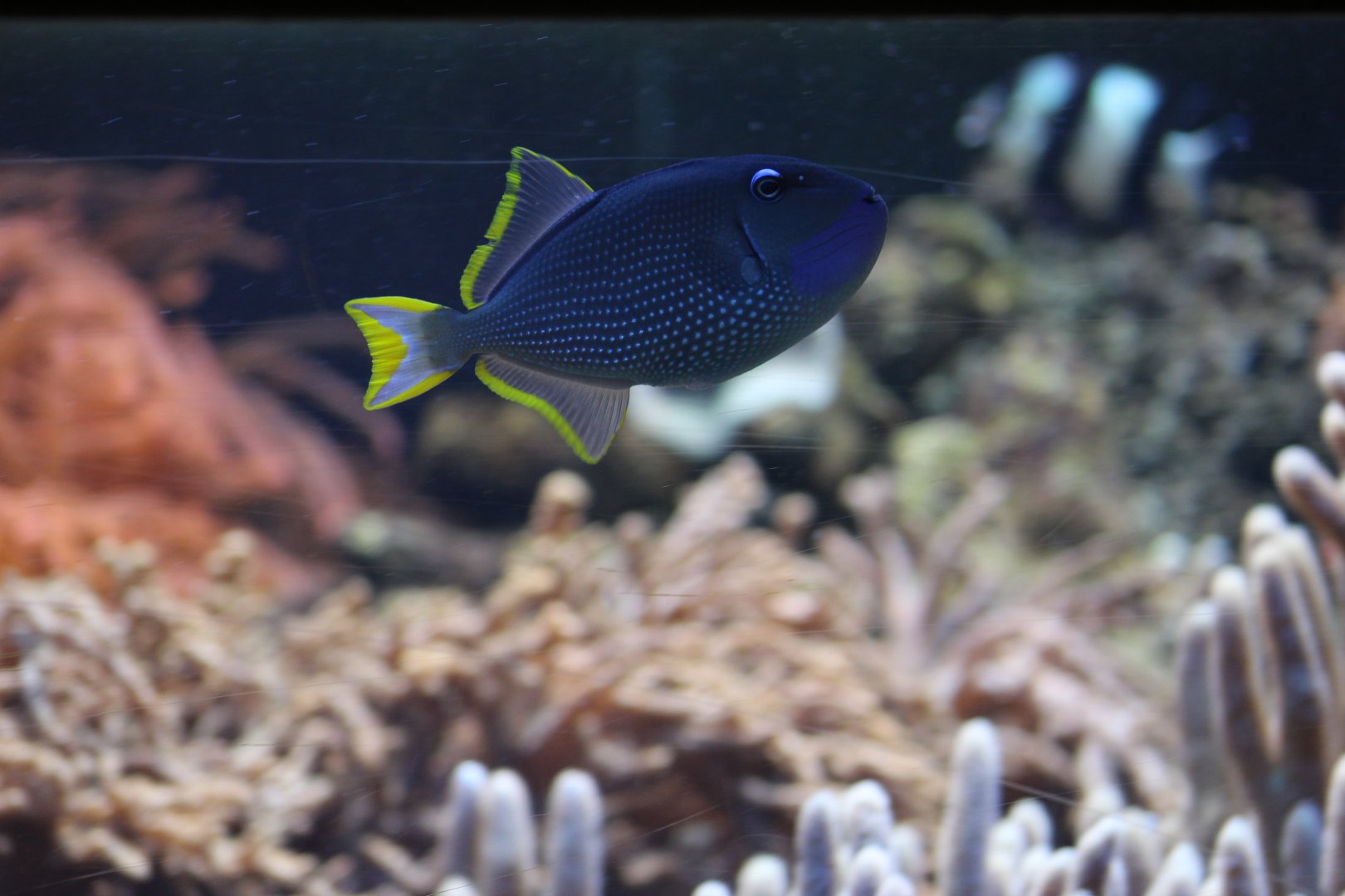 Gilded Triggerfish