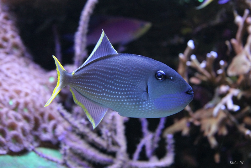 Gilded triggerfish