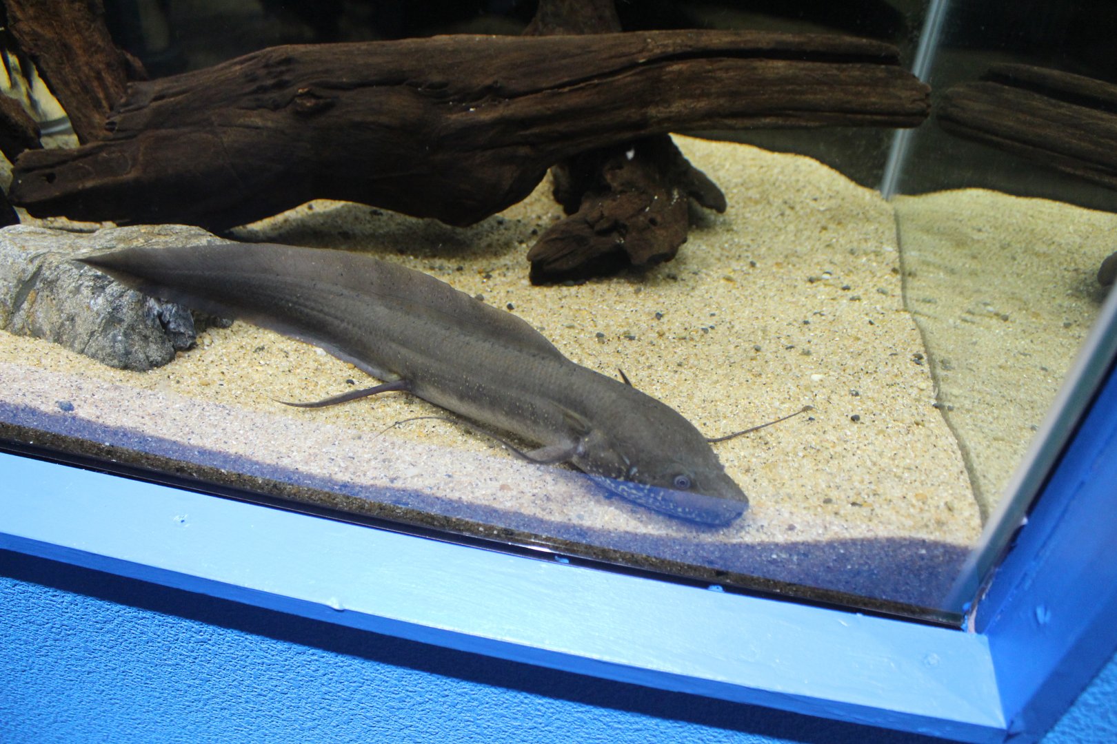 Gilled lungfish