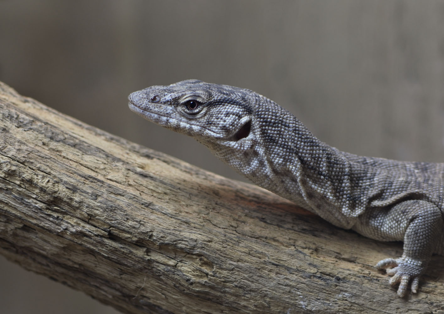 Gillen's pygmy monitor
