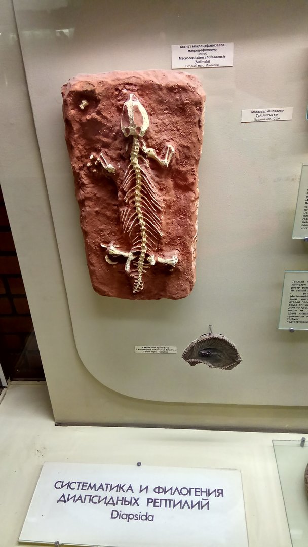 Gilmoreteius chulsanensis (cast) and Archaeophis turkmenicus