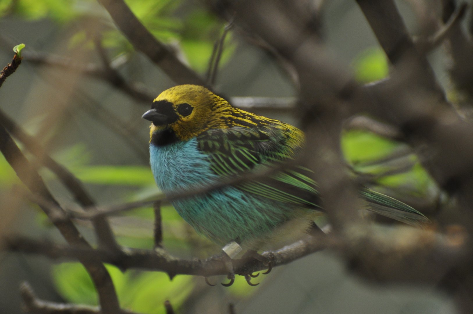 Gilt-edged Tanager (Tangara cyanoventris)