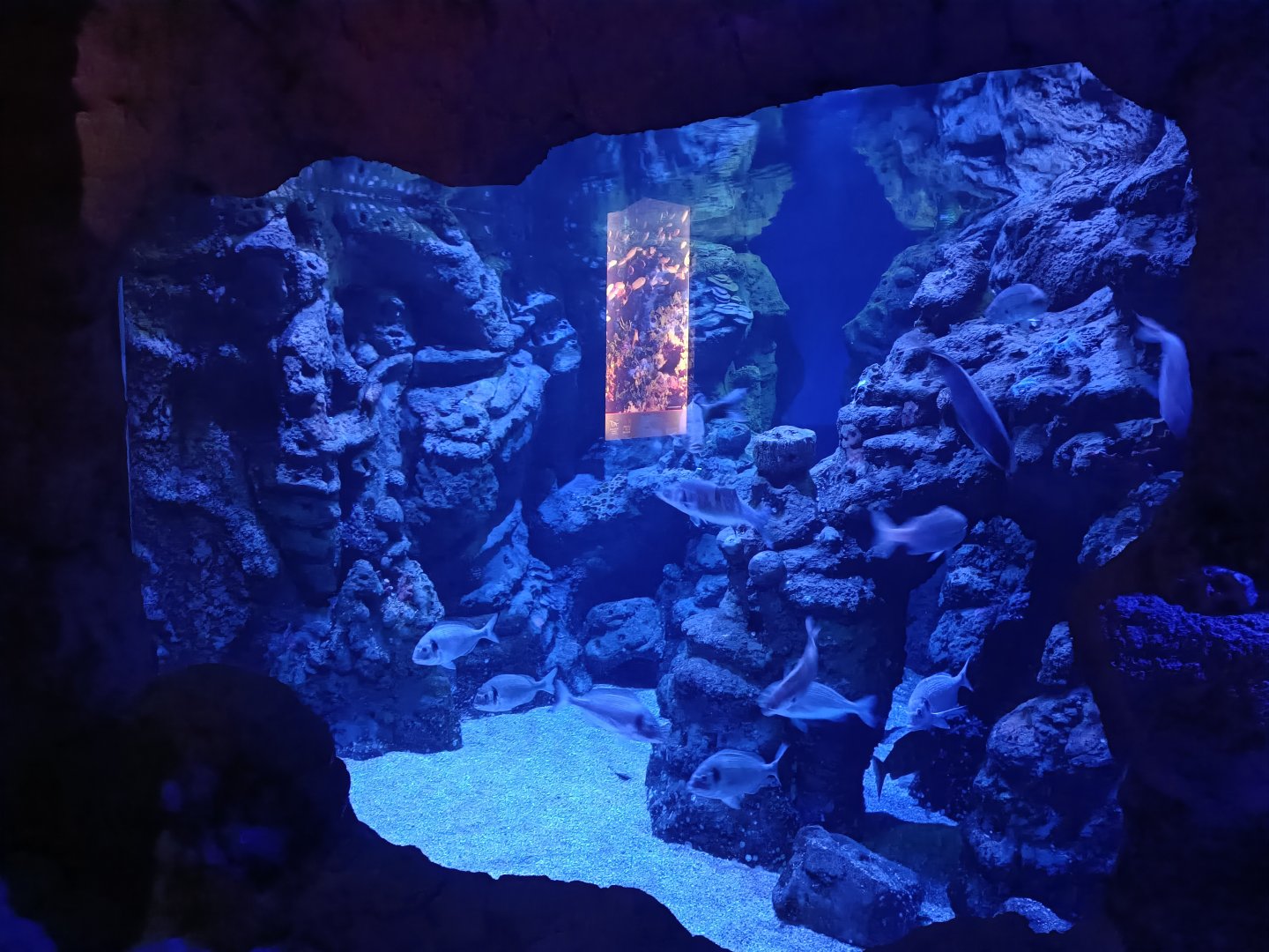 Gilt-head bream exhibit - Centro de visitantes Ses Salines