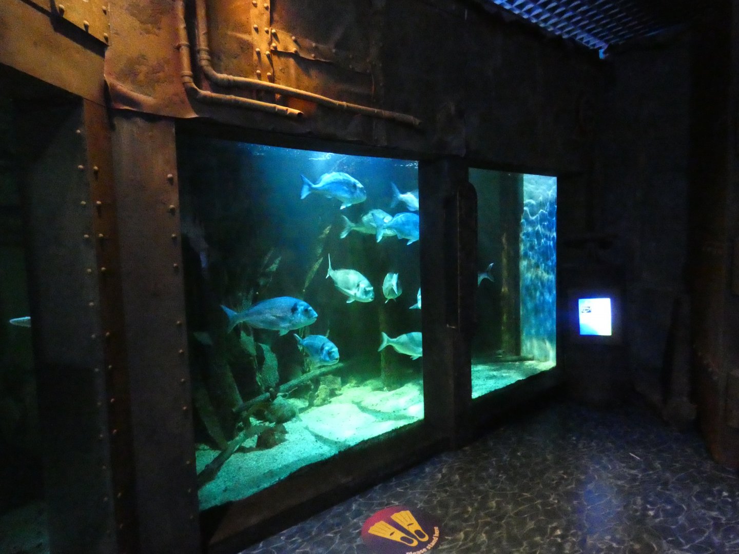 Gilt-head bream exhibit