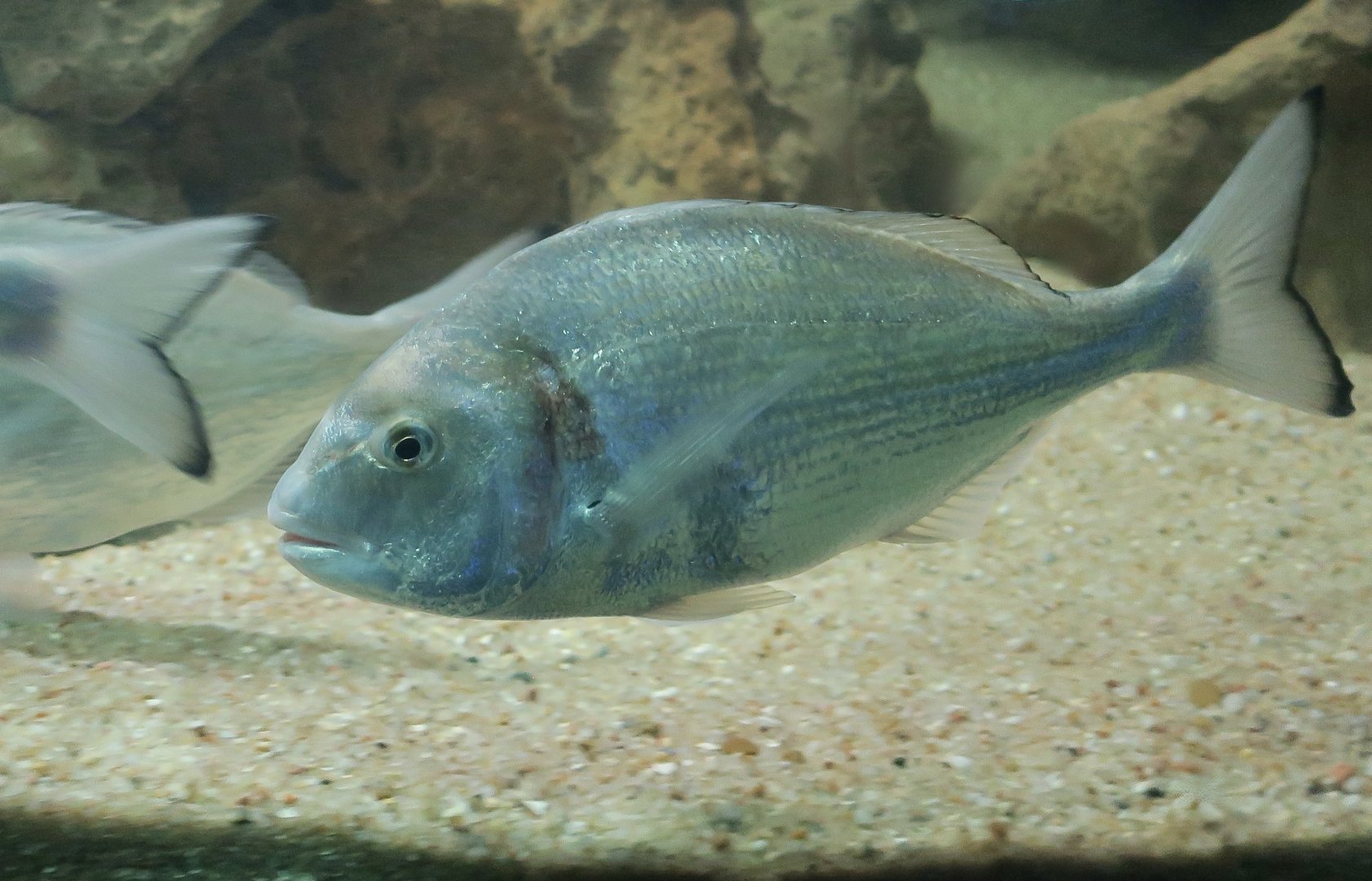 Gilt-Head Bream (Sparus aurata)