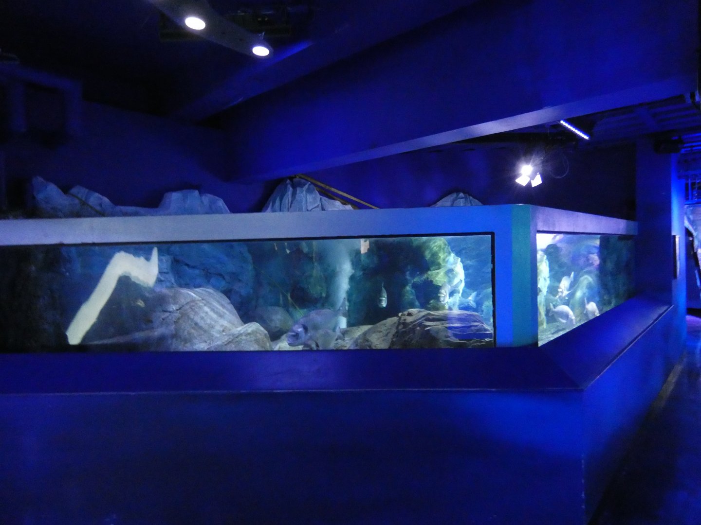 Gilt-head bream tank