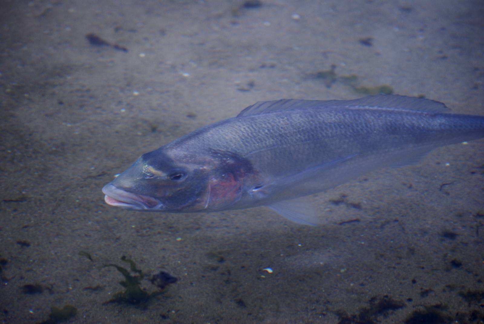 Gilthead Bream at Harderwijk, 01/06/12