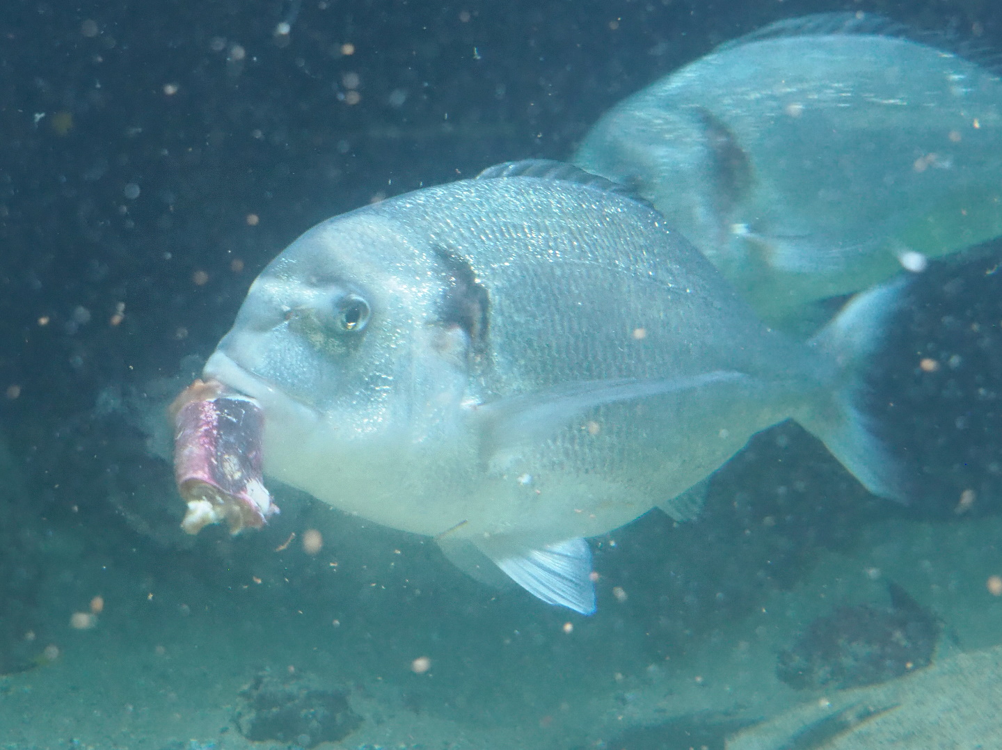 Gilthead seabream eating part of a crab (Sparus aurata), 2021-06-12