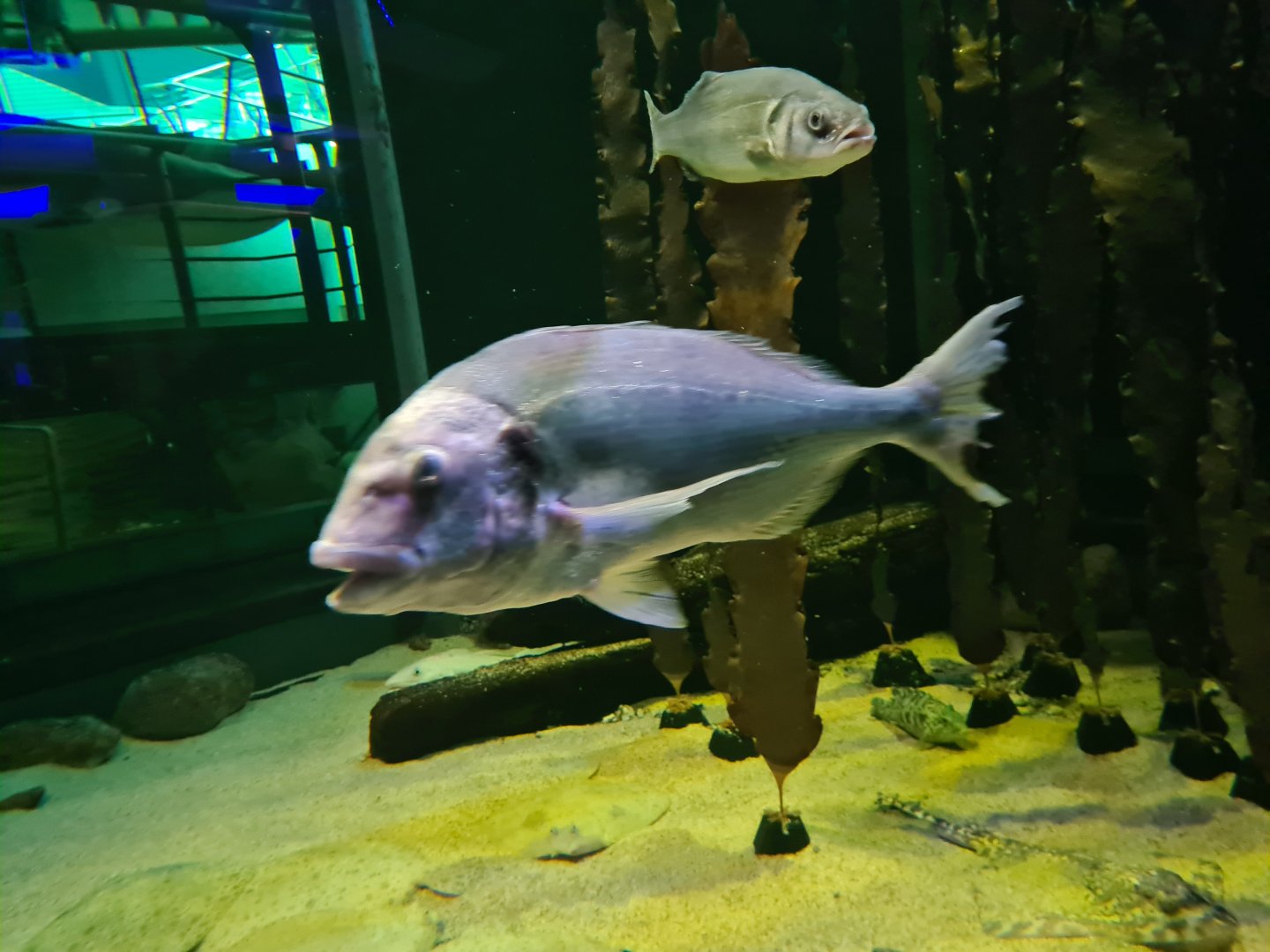 Gilthead seabream in North Sea tank