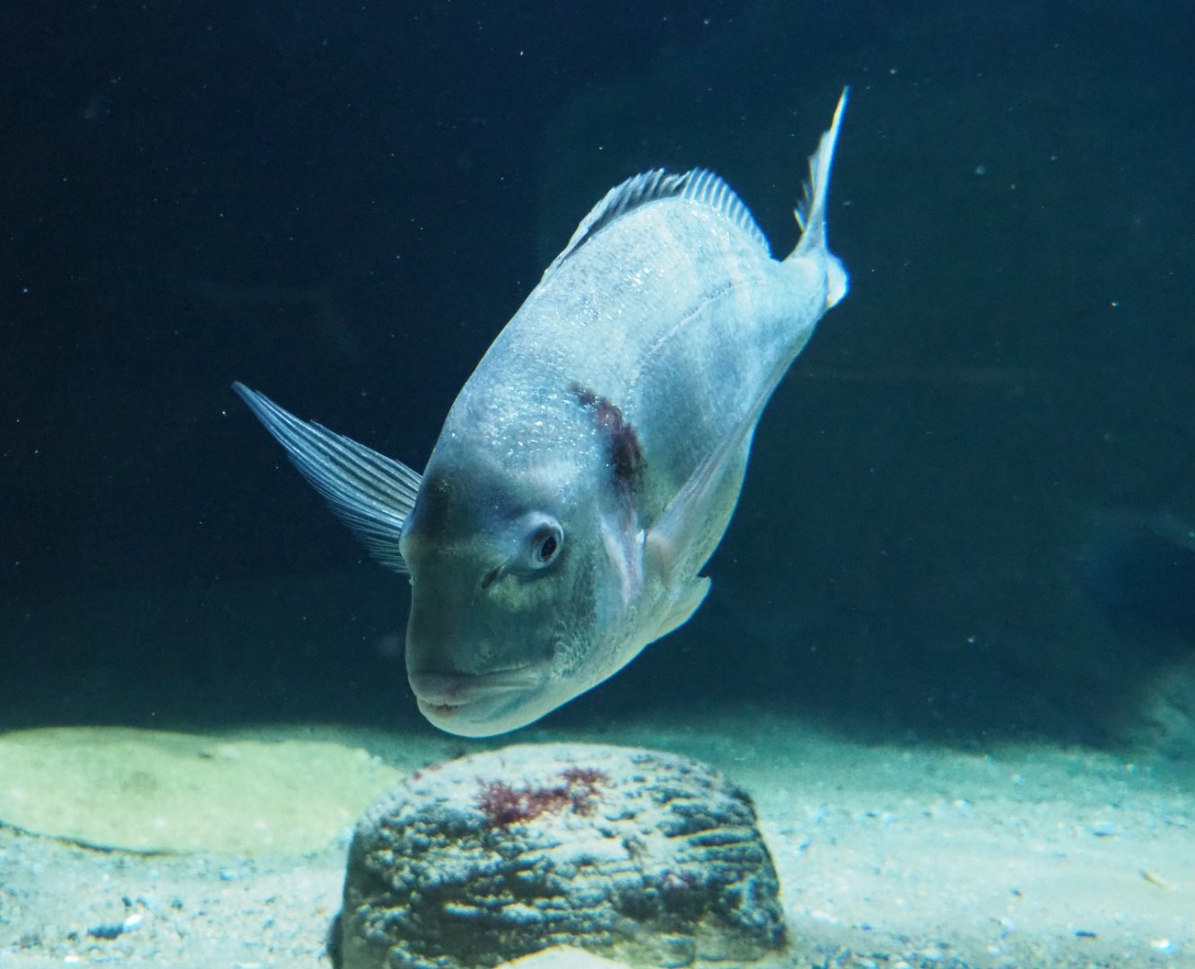 Gilthead seabream (Sparus aurata), 2019-12-30