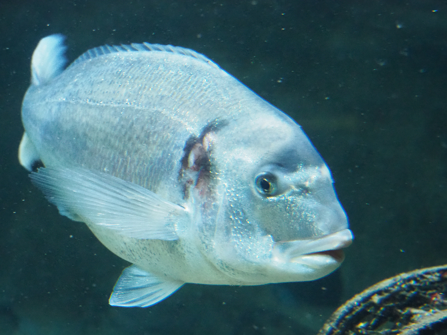 Gilthead seabream (Sparus aurata), 2020-05-24