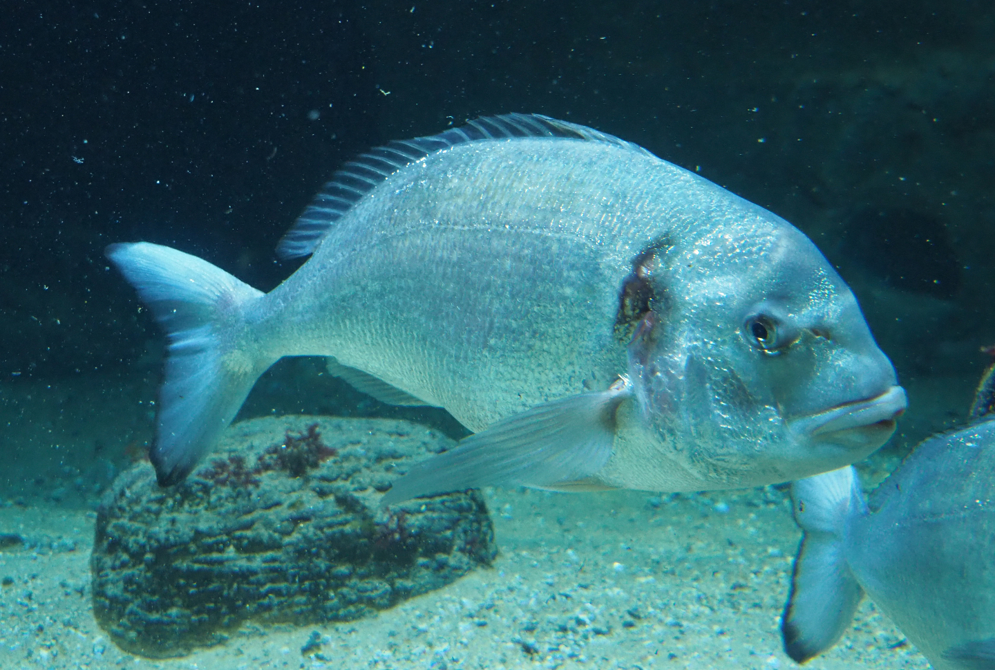 Gilthead seabream (Sparus aurata), 2020-06-28