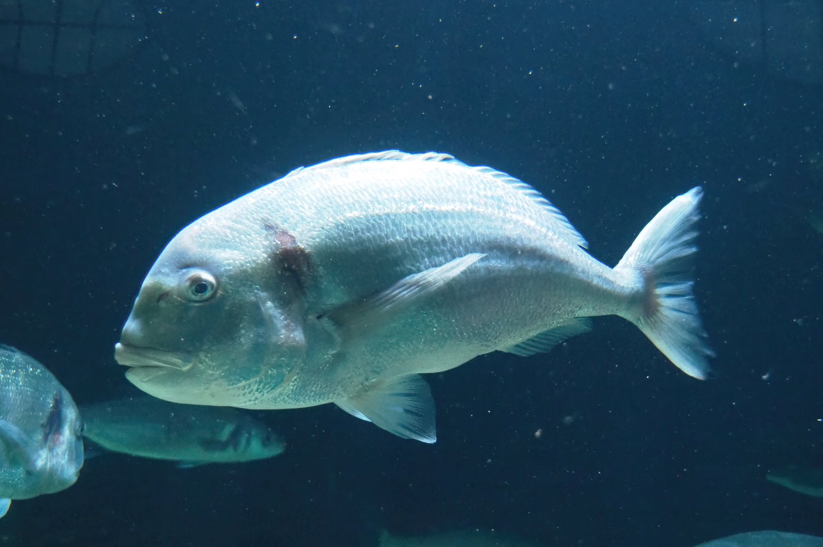 Gilthead seabream (Sparus aurata), 2023-04-08