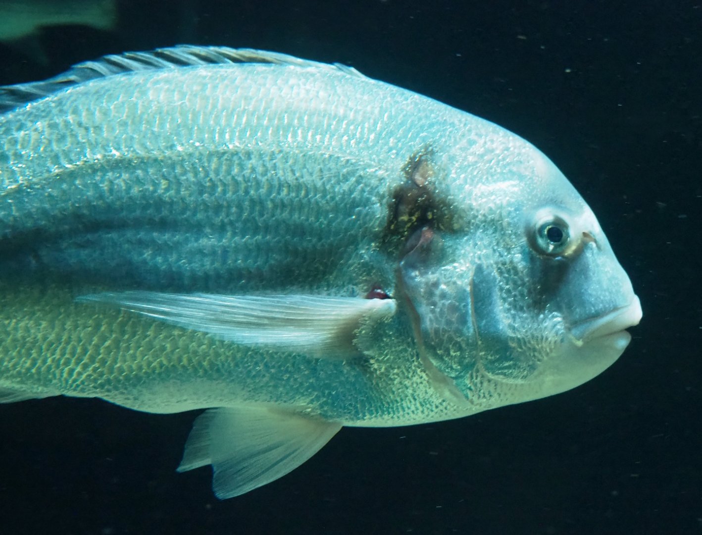 Gilthead seabream (Sparus aurata), 2023-07-02