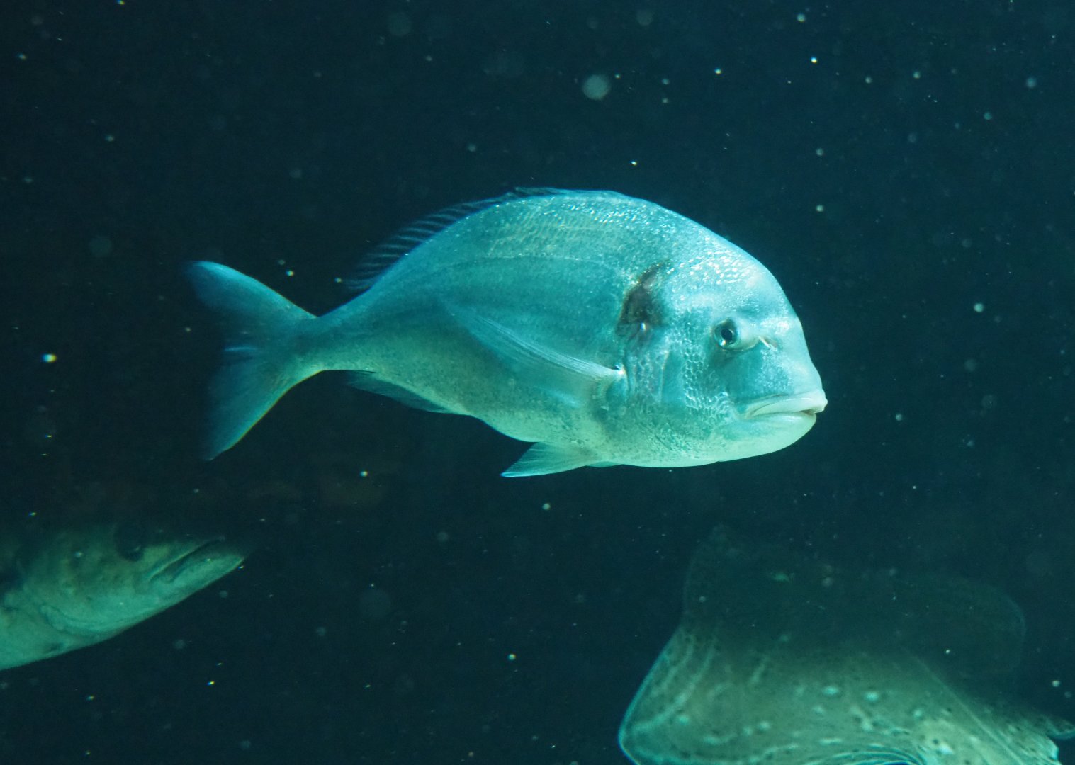 Gilthead seabream (Sparus aurata), Atlantic pollock (Pollachius pollachius) and Small-eyed ray (Raja microocellata), 2019-12-30