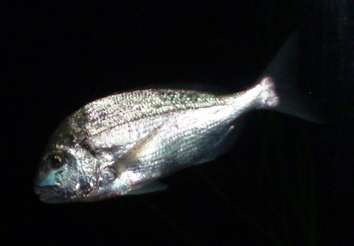 Gilthead Seabream (Sparus auratus)