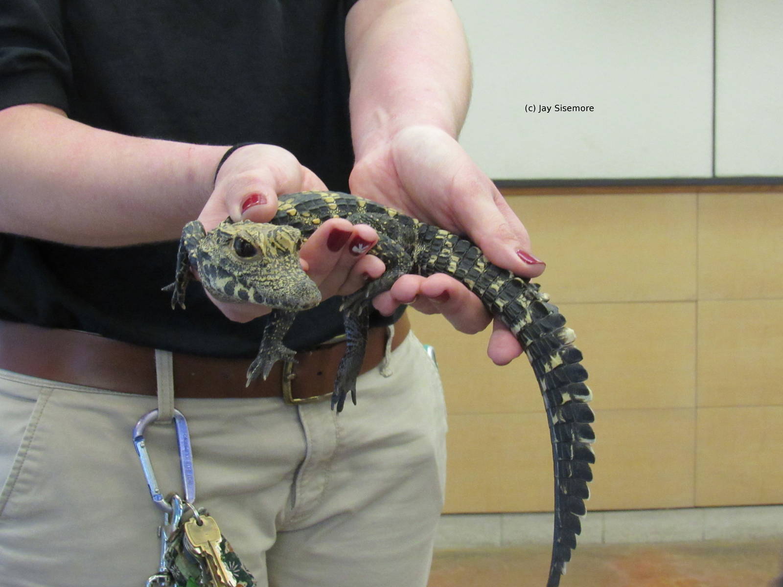 Gimley, Juvenile West African Dwarf Crocodile