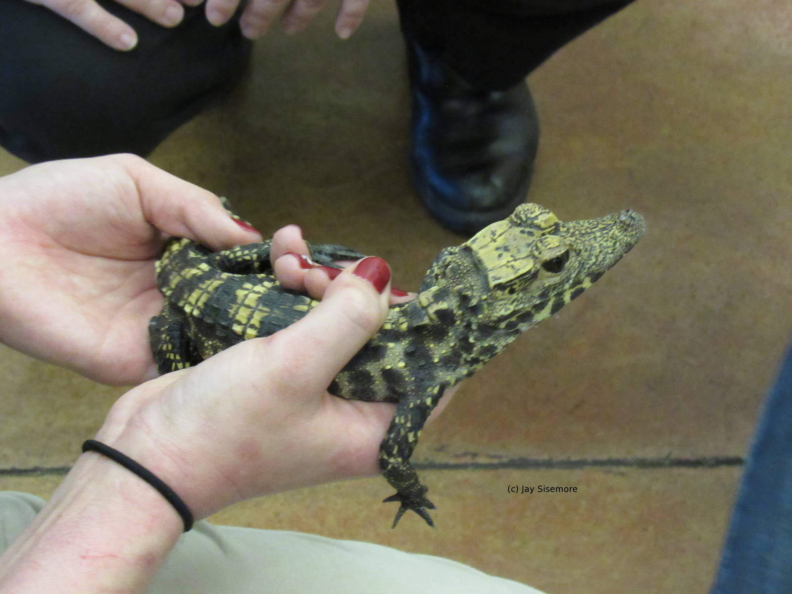 Gimley, Juvenile West African Dwarf Crocodile
