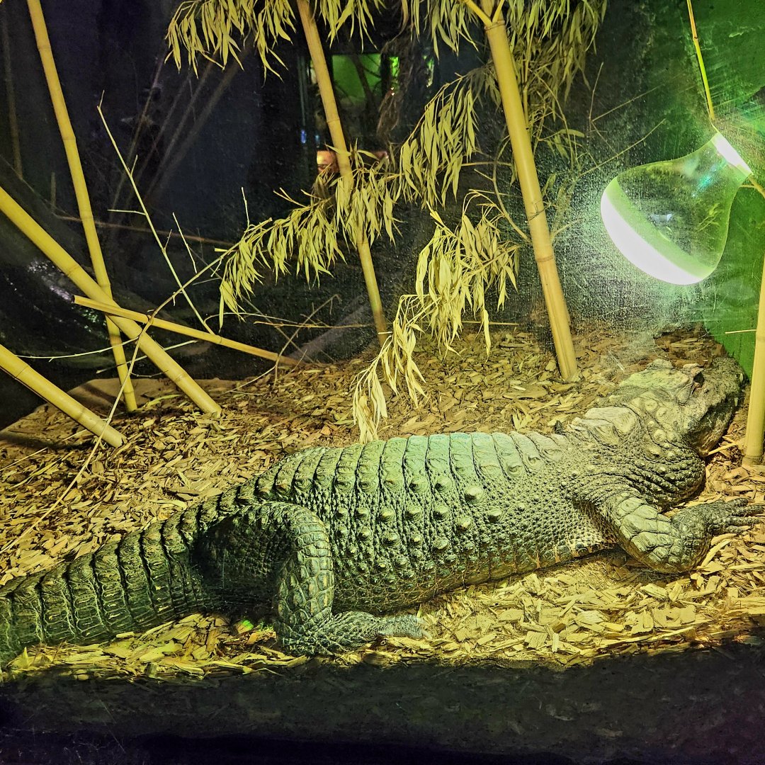 Gimli, Male Dwarf Crocodile (Osteolaemus tetraspis)
