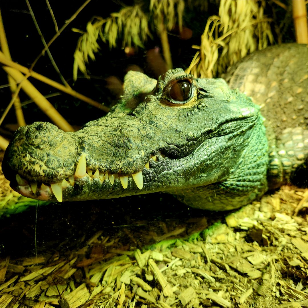 Gimli, Male Dwarf Crocodile (Osteolaemus tetraspis)