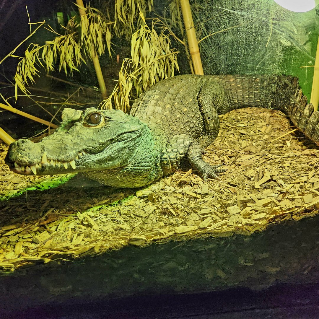 Gimli, Male Dwarf Crocodile (Osteolaemus tetraspis)
