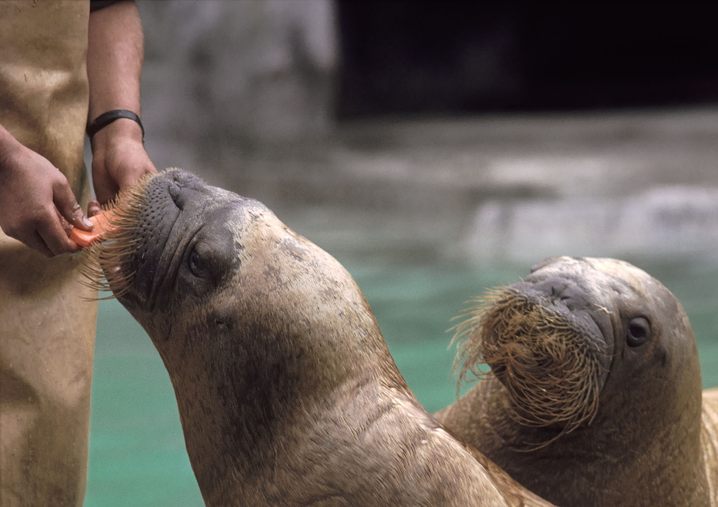 'Gimme dat Harp, Boy!' 1973