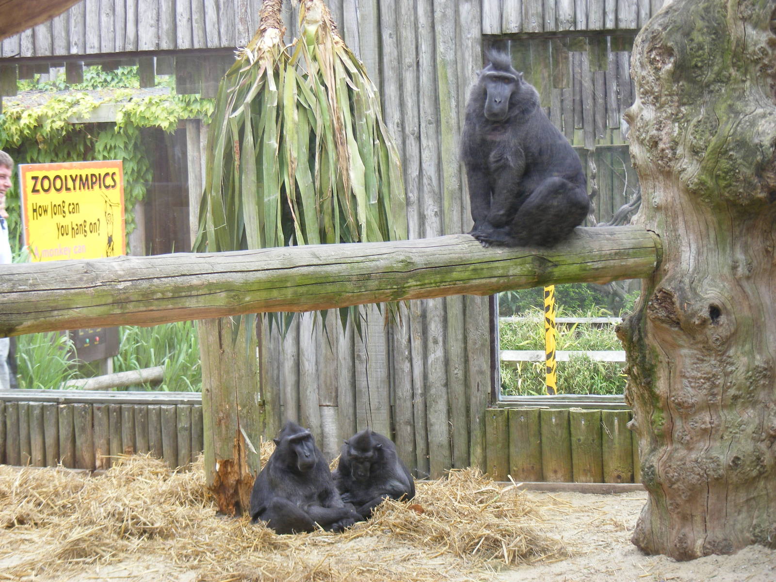 Gimpy, Gizmo and Murgo the Sulawesi crested macaques at Drusillas Park, 23