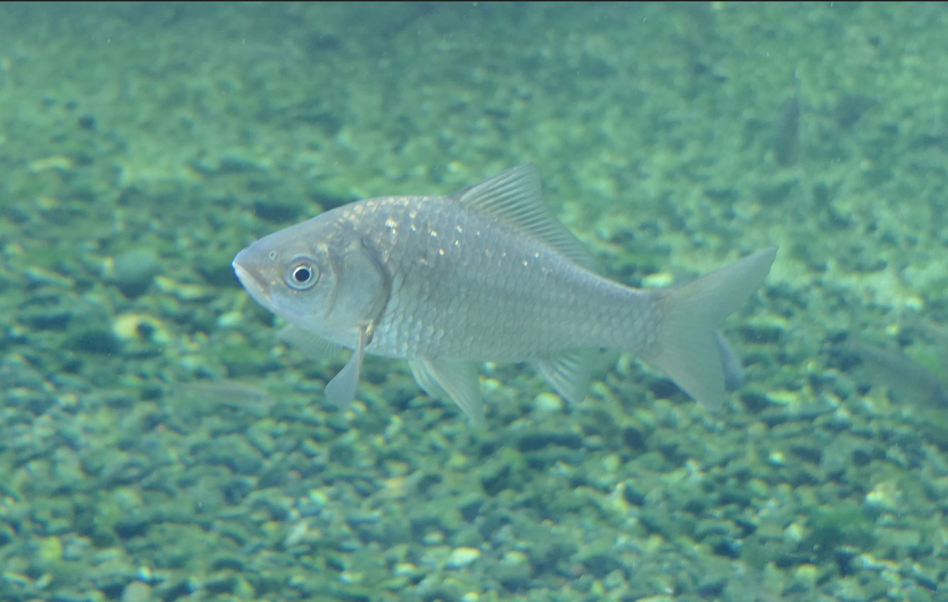 Ginbuna (Carassius [auratus] langsdorfii) - Lake Biwa Museum