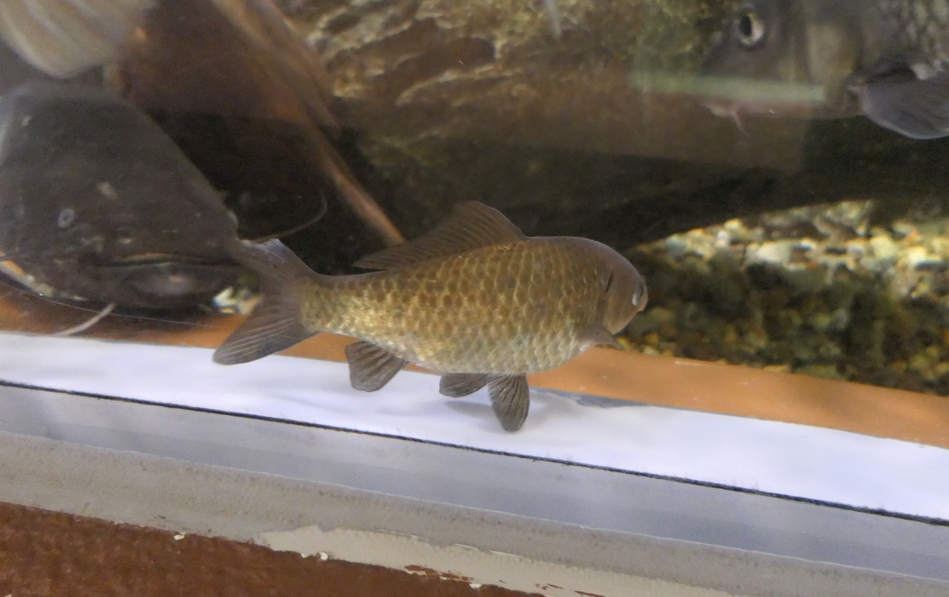 Ginbuna (Carassius langsdorfii) - Uozu Aquarium