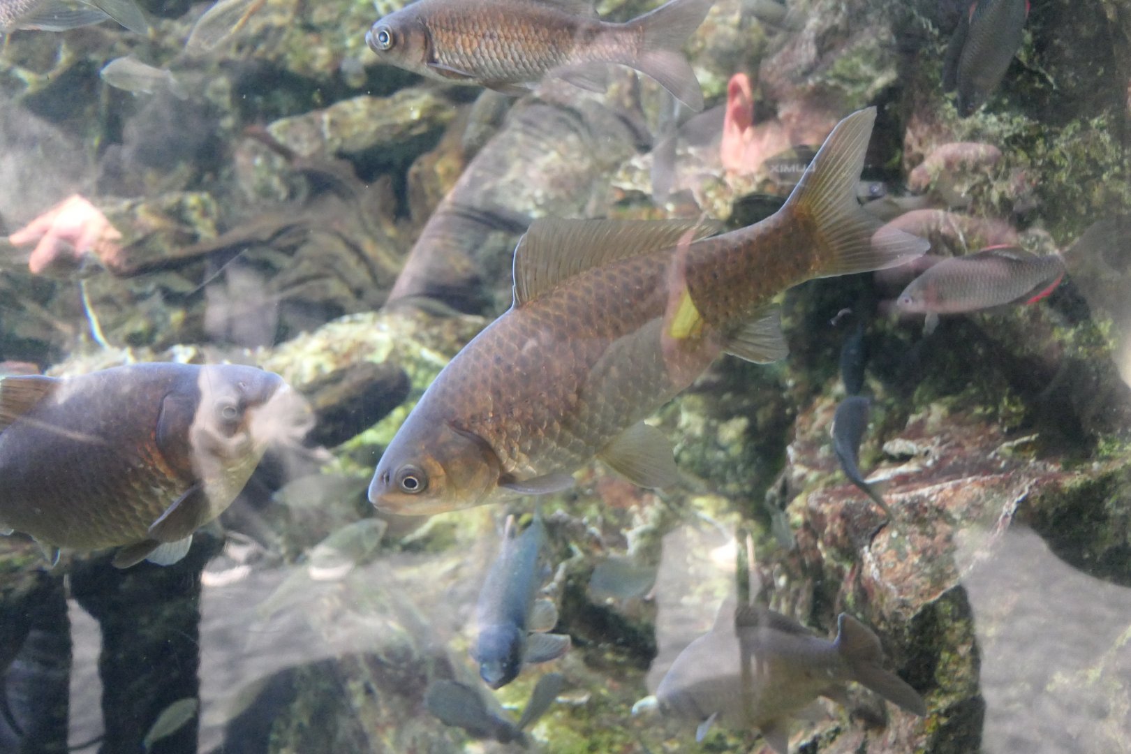 Ginbuna (Carassius langsdorfii)
