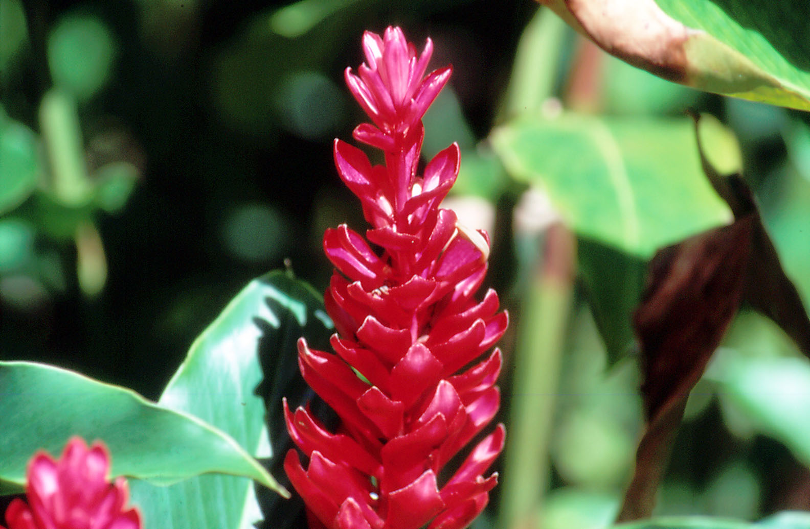 Ginger Flower - 1987