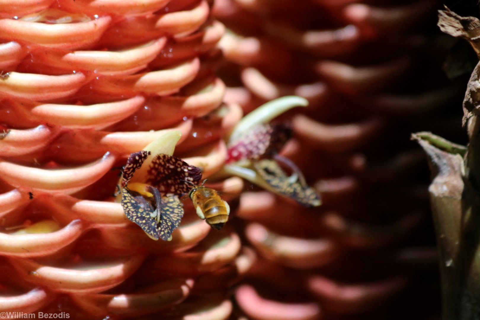 Ginger Flower and Airborne Bee - Taman Negara