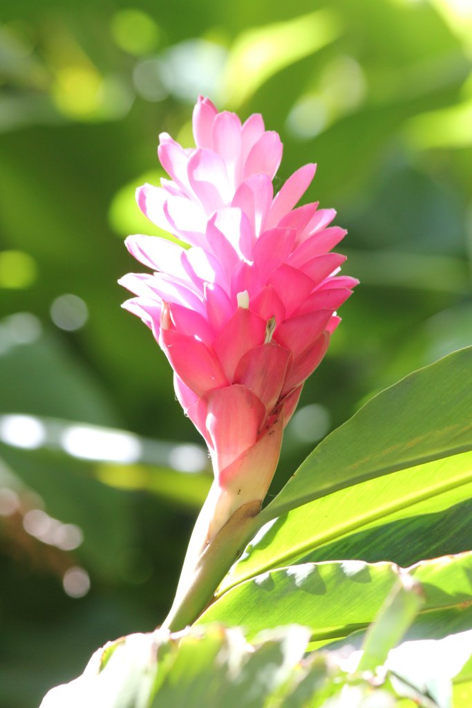 Ginger flower spike