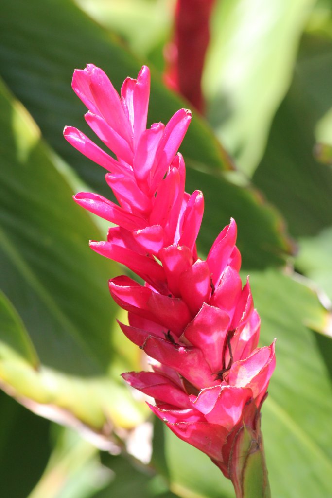 Ginger flower spike