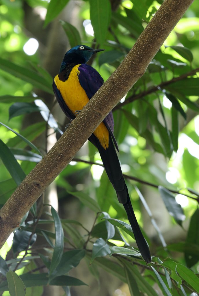 Giolden-breasted Starling