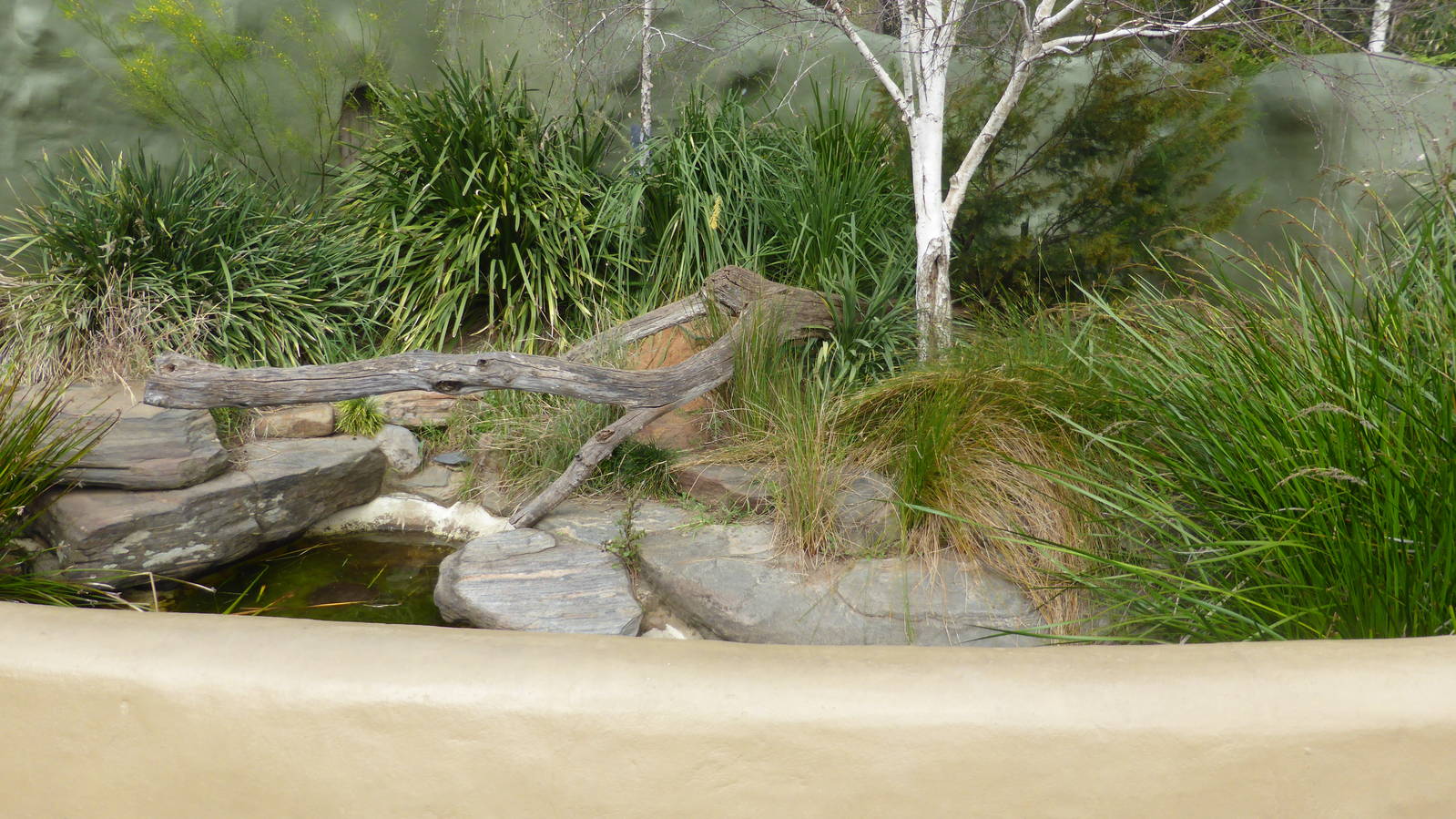 Gippsland Bearded Dragon exhibit