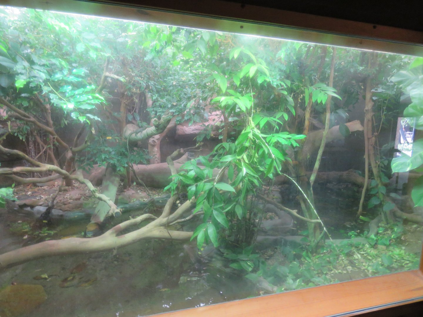Gippsland Water Dragon Enclosure