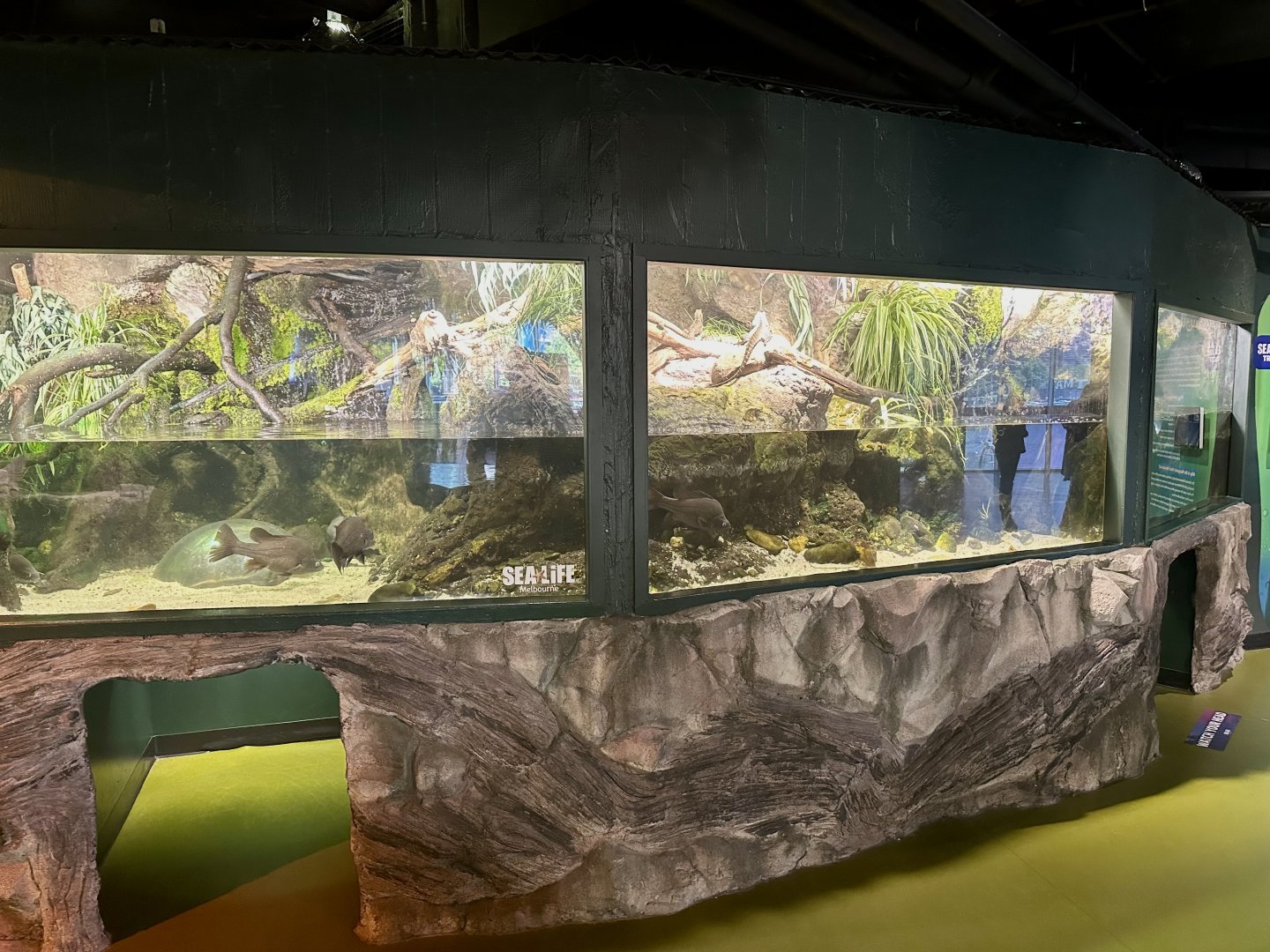 Gippsland Water Dragon Exhibit