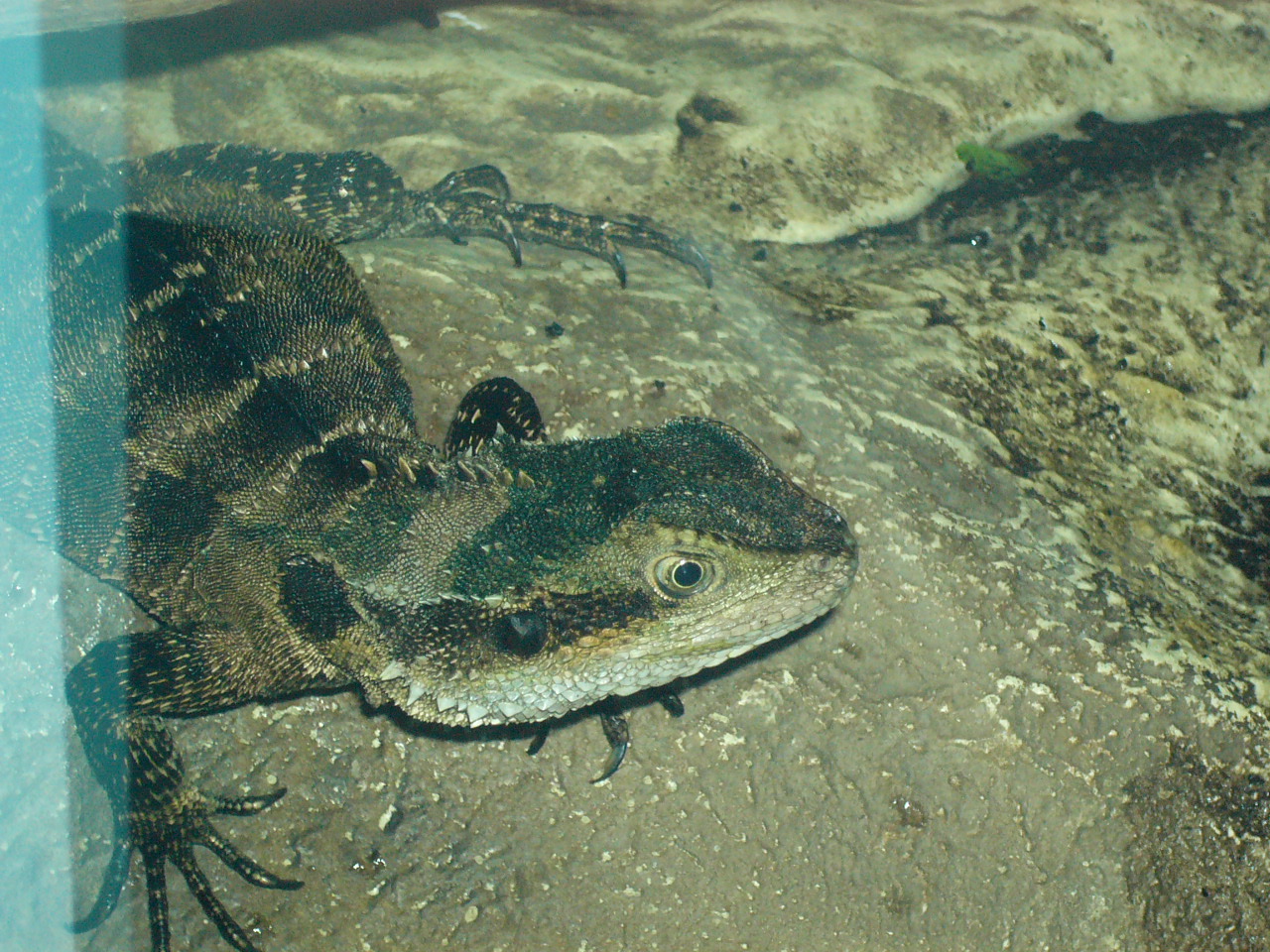 Gippsland Water Dragon (female)